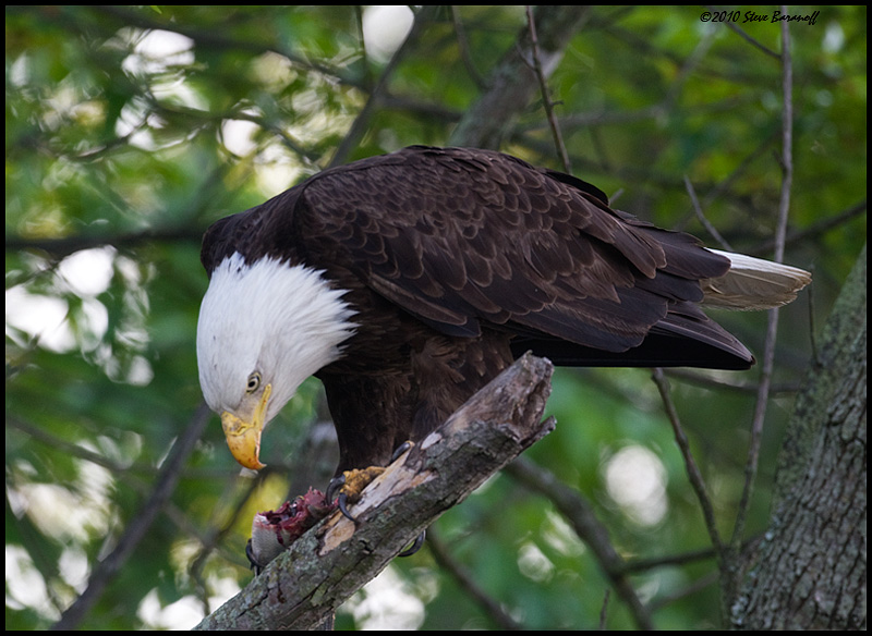 _0SB0442 american bald eagle.jpg